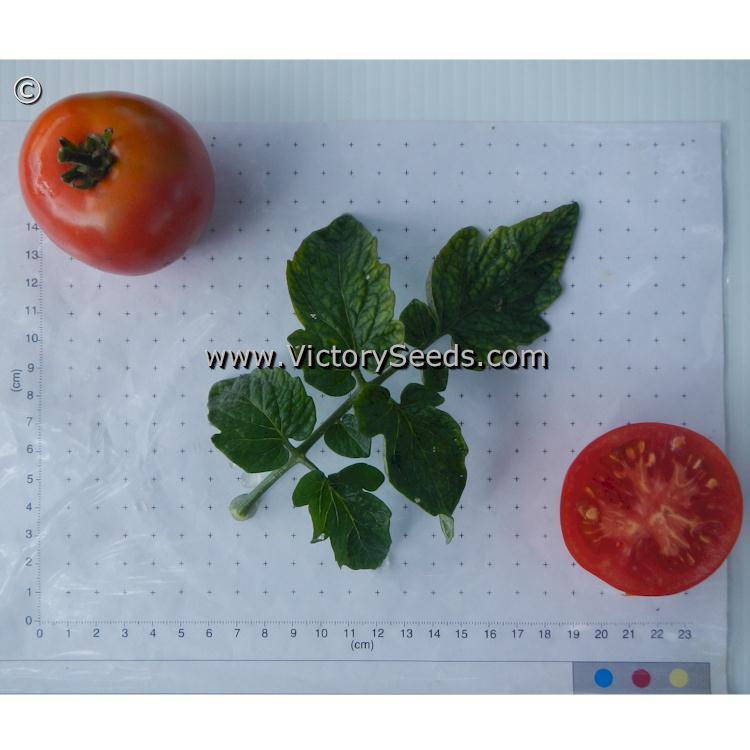 Alpatieva 905A Tomato