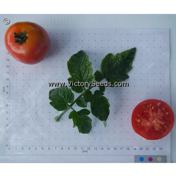 Alpatieva 905A Tomato