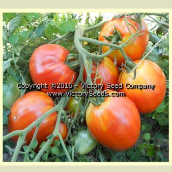 Danko Tomato