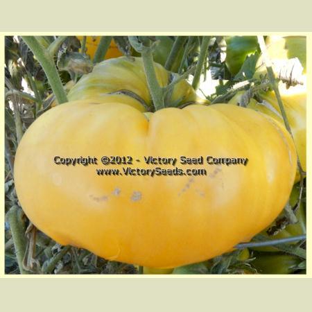 Isbell's Golden Colossal Tomato