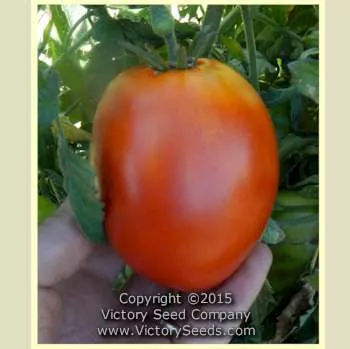 Bisignano #2 Tomato