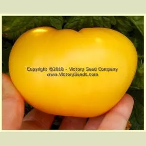 Dwarf Egypt Yellow Tomato