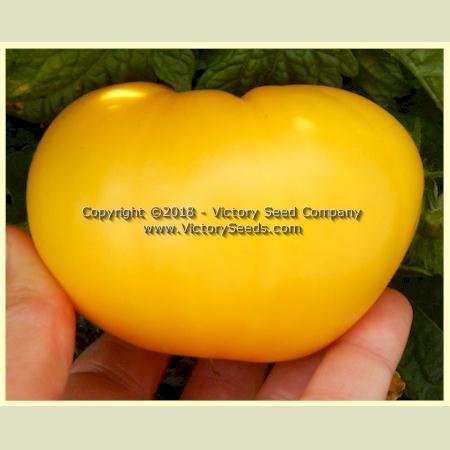 Dwarf Egypt Yellow Tomato