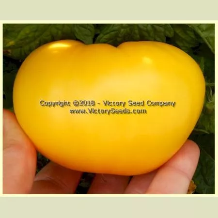 Dwarf Egypt Yellow Tomato