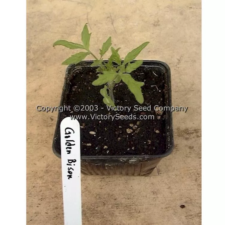 Golden Bison Tomato