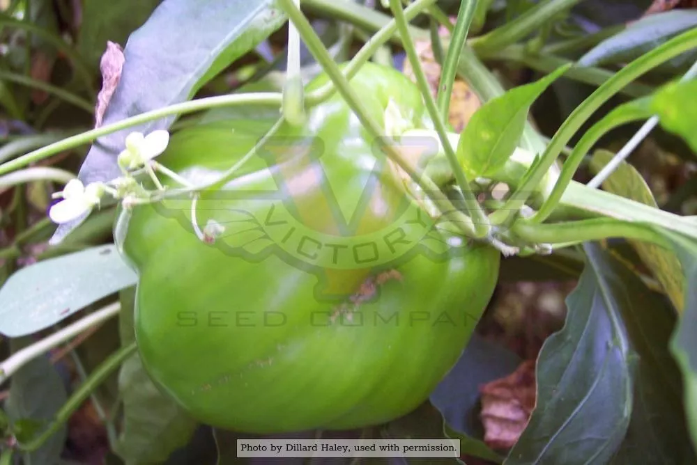 California Wonder (Bell) Pepper