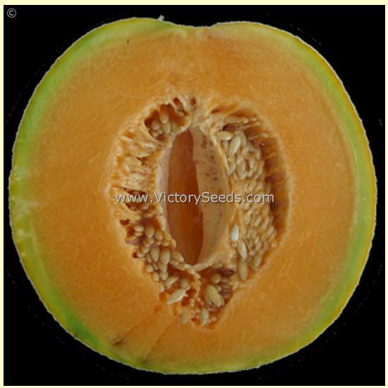 Bender's Surprise Muskmelon
