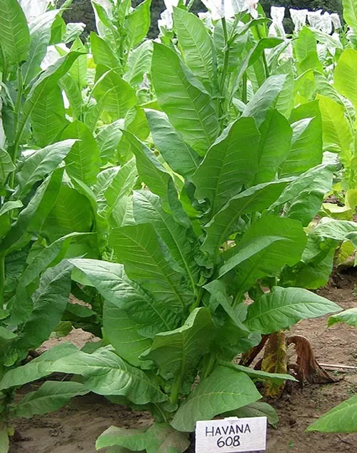Havana 608 Tobacco