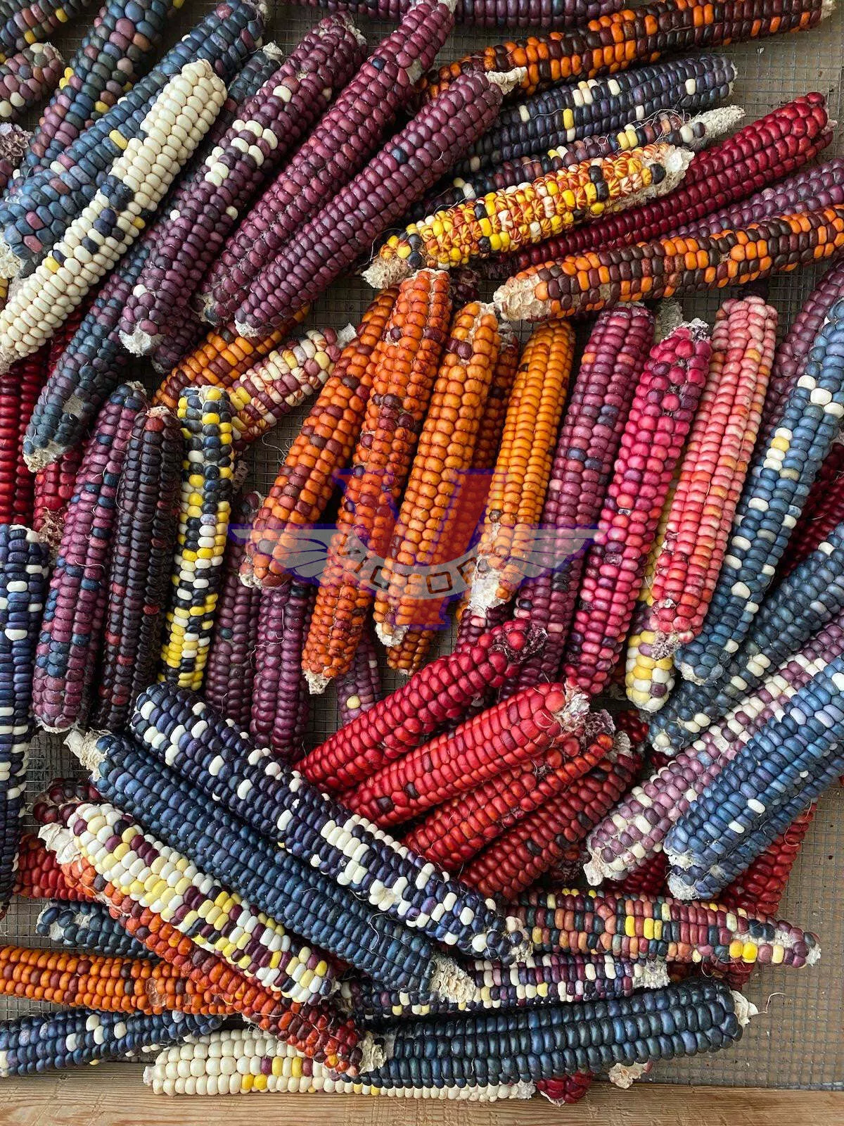 Painted Mountain Flour Corn
