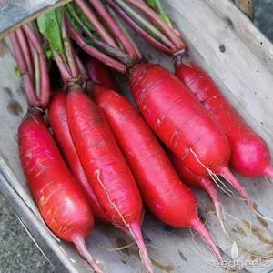 China Rose Radish