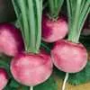 Pink Beauty Radish
