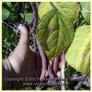 Bergin Pole Garden Bean