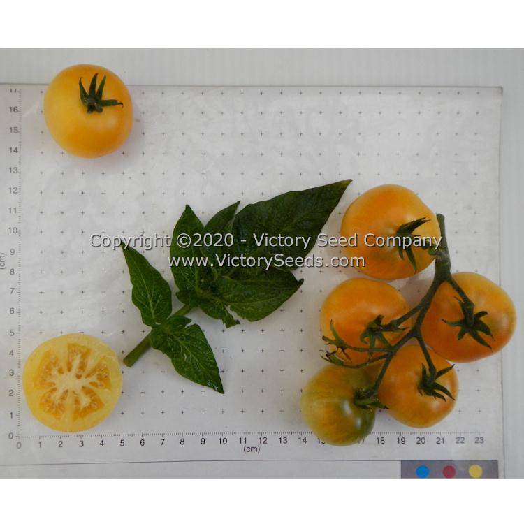 Dwarf Marong Moon Tomato