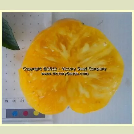 Isbell's Golden Colossal Tomato