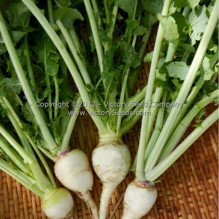 Shogoin (Japanese Foliage) Turnip