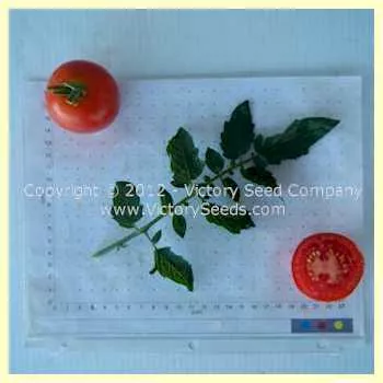 Zleovo Tomato