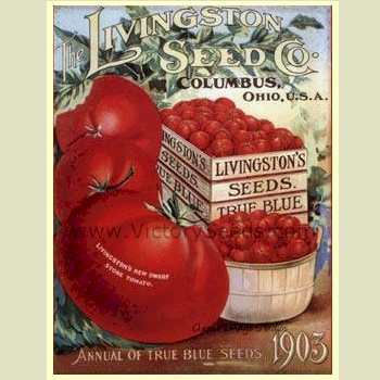 Livingston's Dwarf Stone Tomato