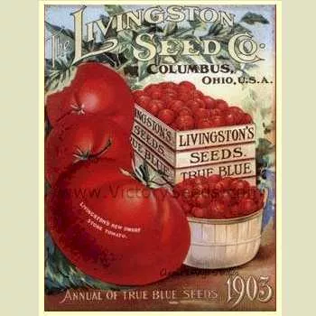 Livingston's Dwarf Stone Tomato