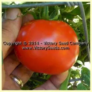 Fakel Tomato