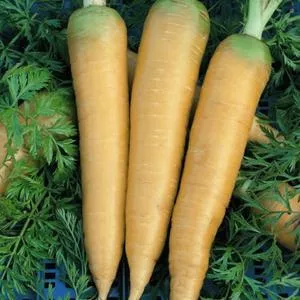 Solar Yellow Carrot