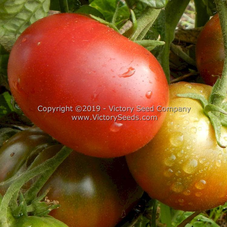 Dwarf Dainty Isabel Tomato