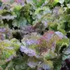 Prizehead Leaf Lettuce