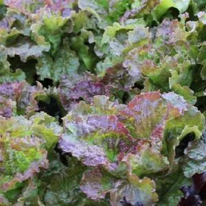 Prizehead Leaf Lettuce