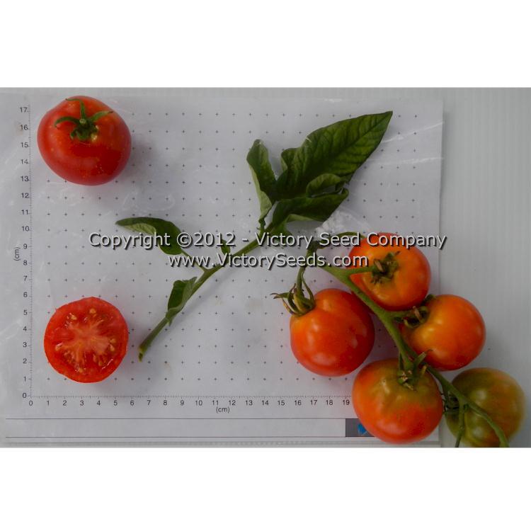 Kimberley Tomato