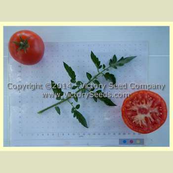 Livingston's Paragon Tomato