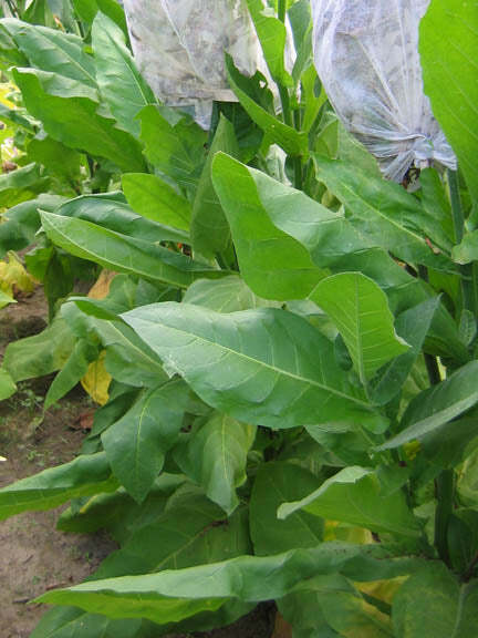 Tofta Tobacco