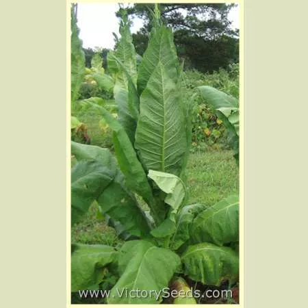 Dean Tobacco