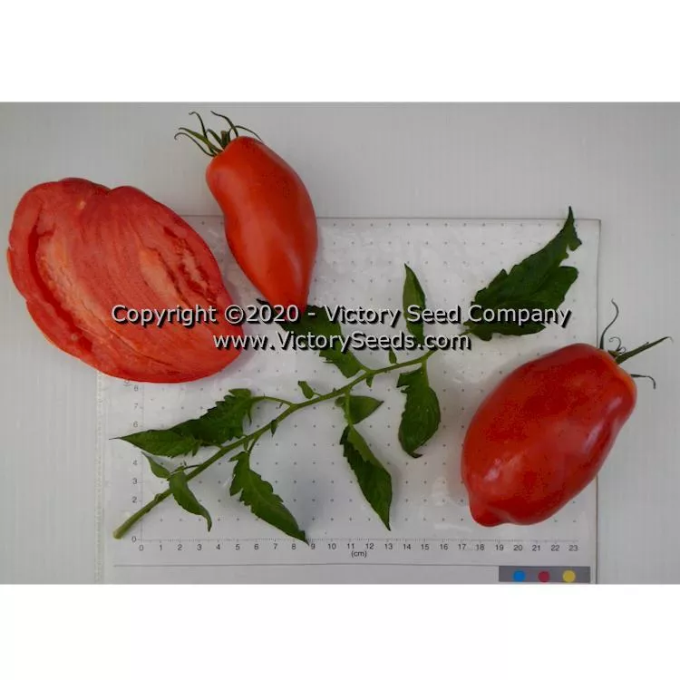 Antique Roman Tomato