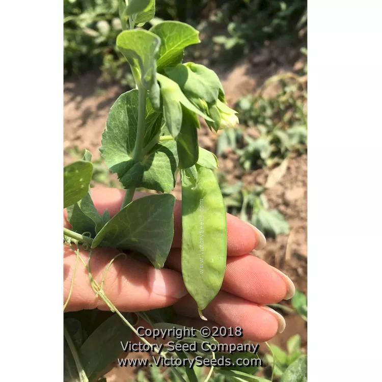 Dwarf White Sugar Snow Pea