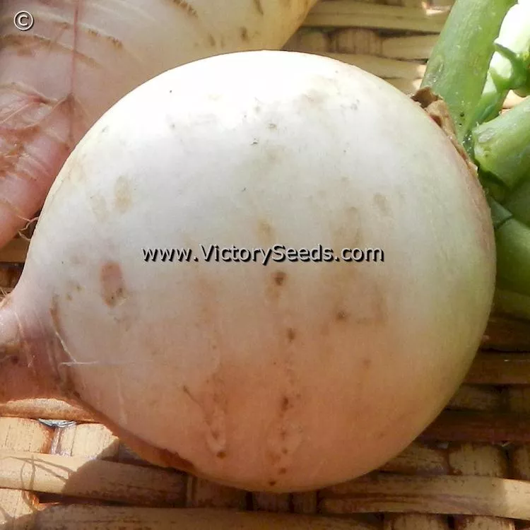Watermelon Radish