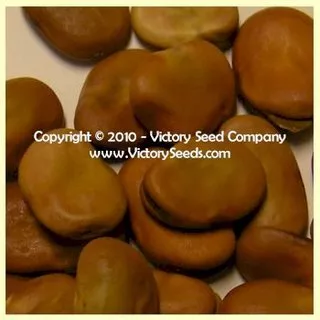 Broad Windsor Fava Bean