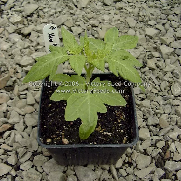 New Big Dwarf Tomato