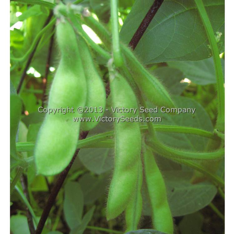 Black Pearl Soybean
