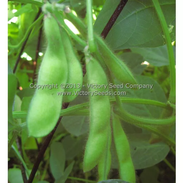 Black Pearl Soybean