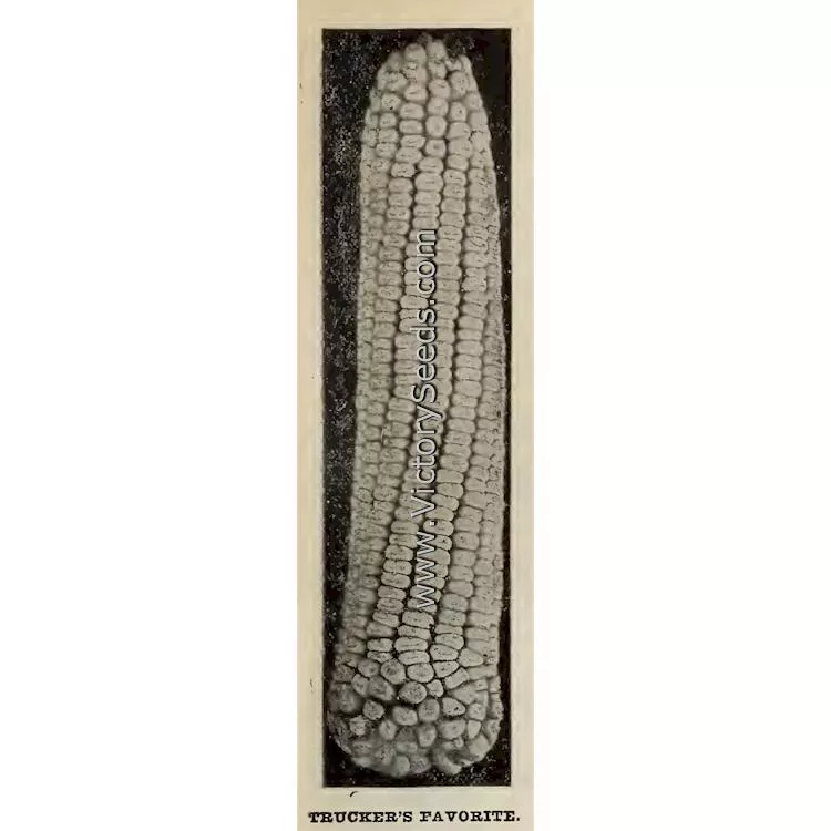 Trucker's Favorite White Dent Corn