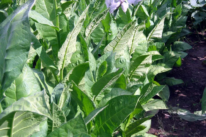 La Palma Havana Tobacco