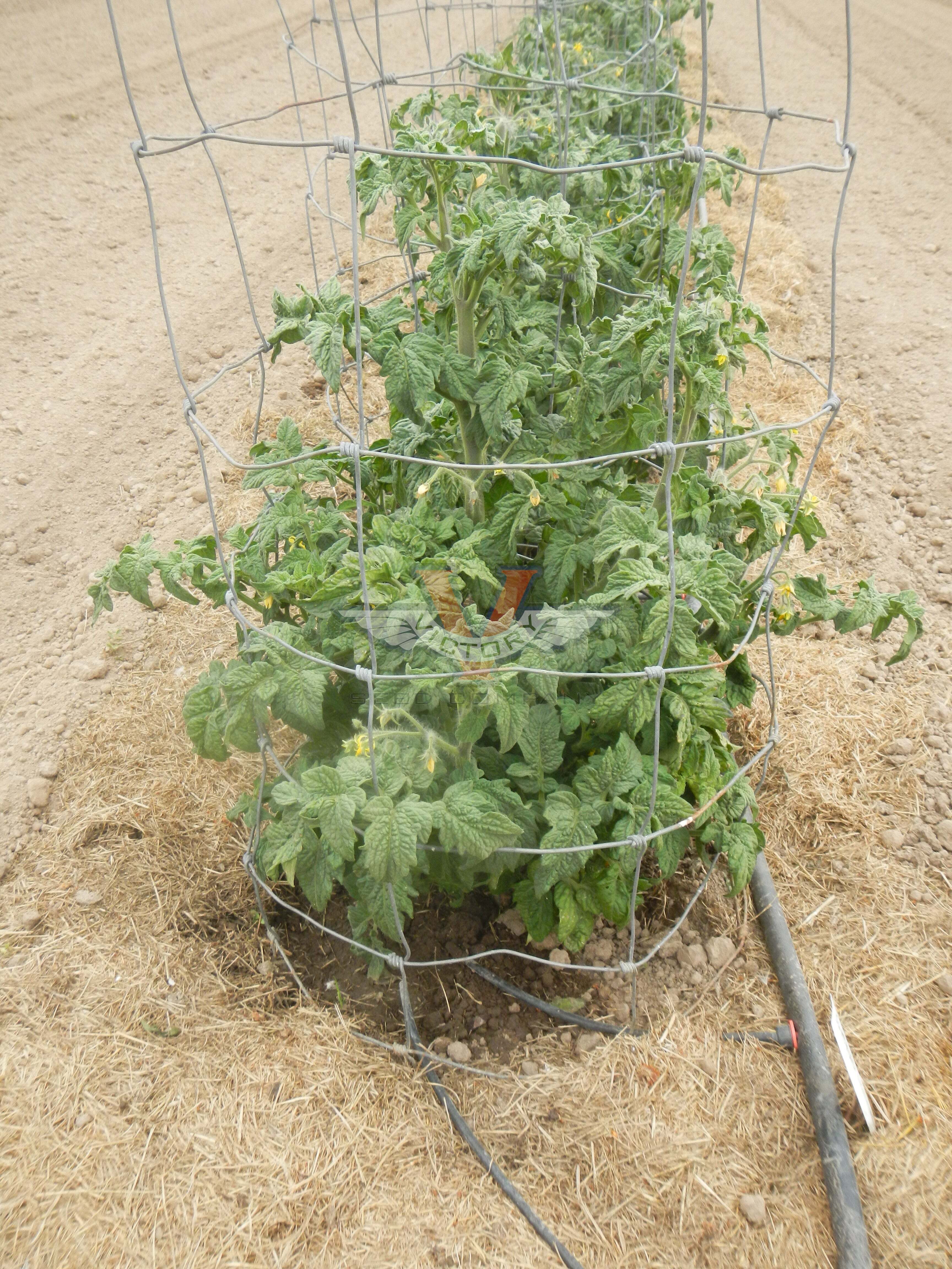 Gondwana Lightning Tomato