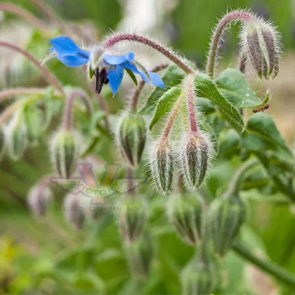 Borage