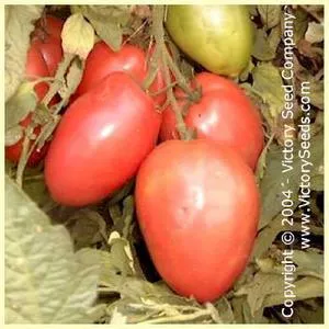 Mikarda Sweet Tomato