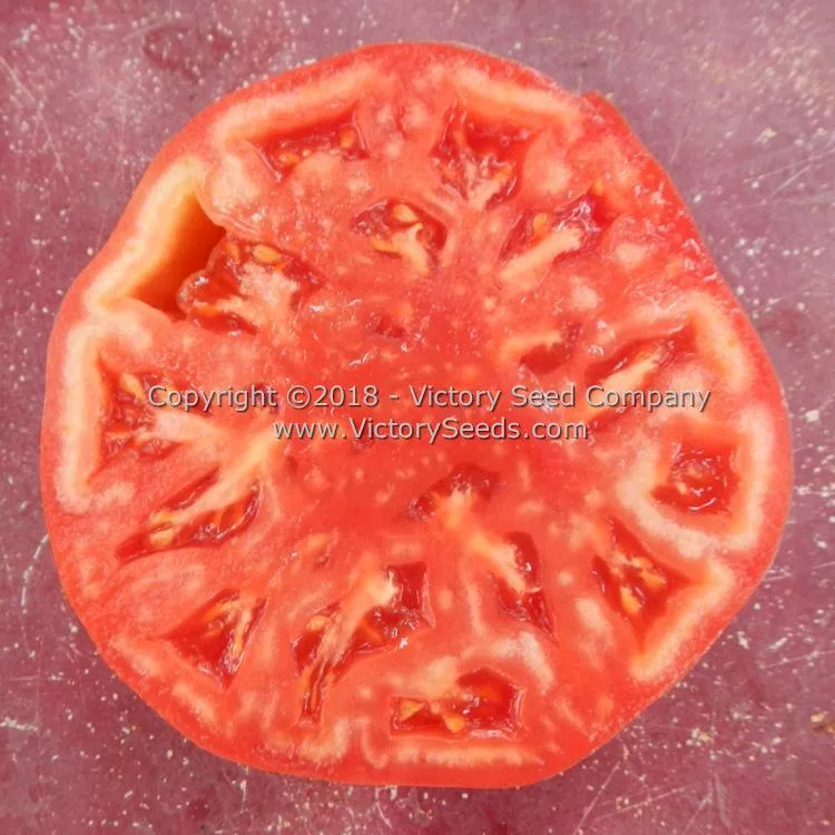 Winsall (aka Henderson's Winsall) Tomato