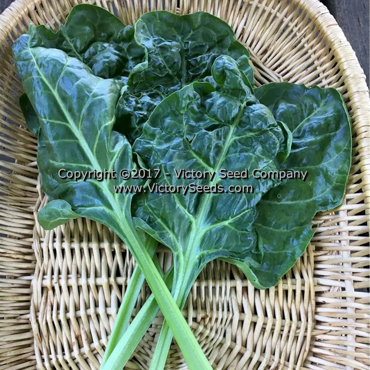 Perpetual Swiss Chard