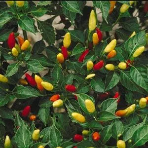 Tabasco Hot Pepper