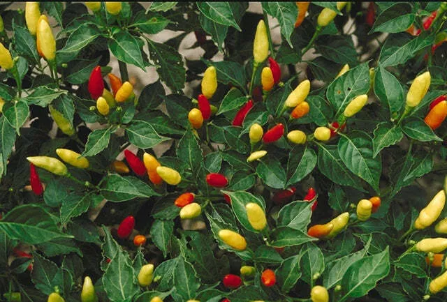 Tabasco Hot Pepper