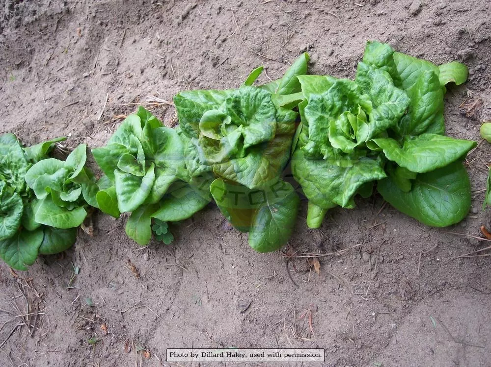 Bibb Lettuce