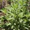 Sage (aka Common or Garden Sage)