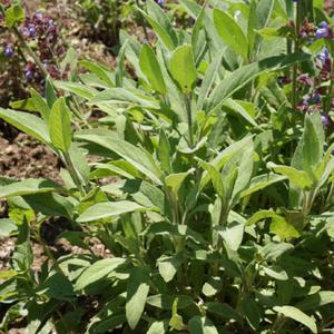 Sage (aka Common or Garden Sage)